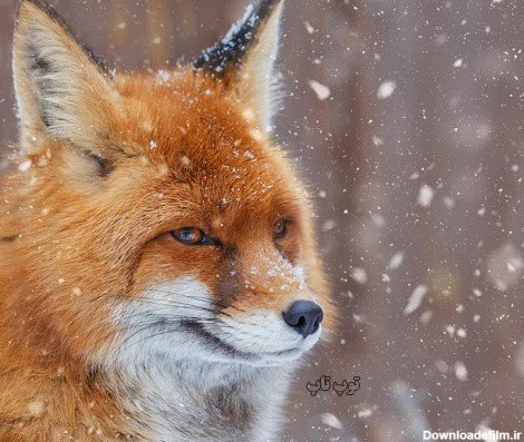 عکس روباه های کمیاب در طبیعت
