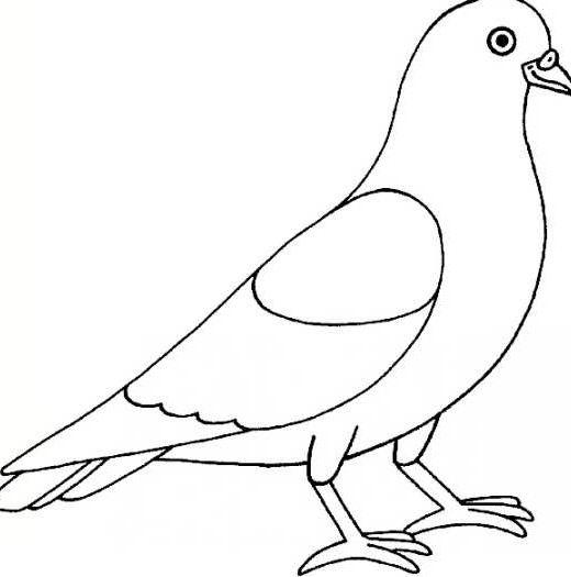 عکس نقاشی کبوتر حرم - کامل (مولیزی)