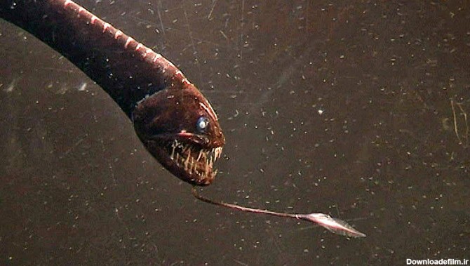۱۰ نمونه از ترسناک ترین و عجیب ترین مخلوقات اعماق اقیانوس که دیدنشان شما را به حیرت وا می دارد
