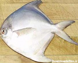 آشنایی با سالم ترین ماهی های جنوب – فروشگاه اینترنتی ماهی جنوب