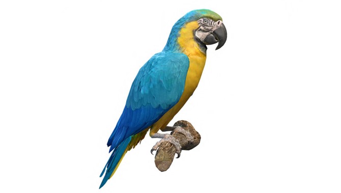 مدل سه بعدی طوطی آبی و طلایی Blue and Gold Macaw Parrot ...