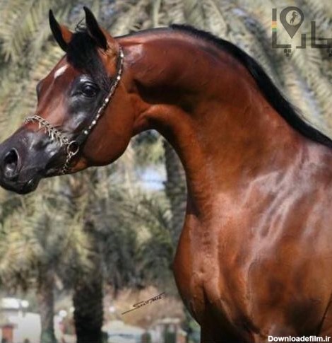 اسب سیلمی عرب مصری
