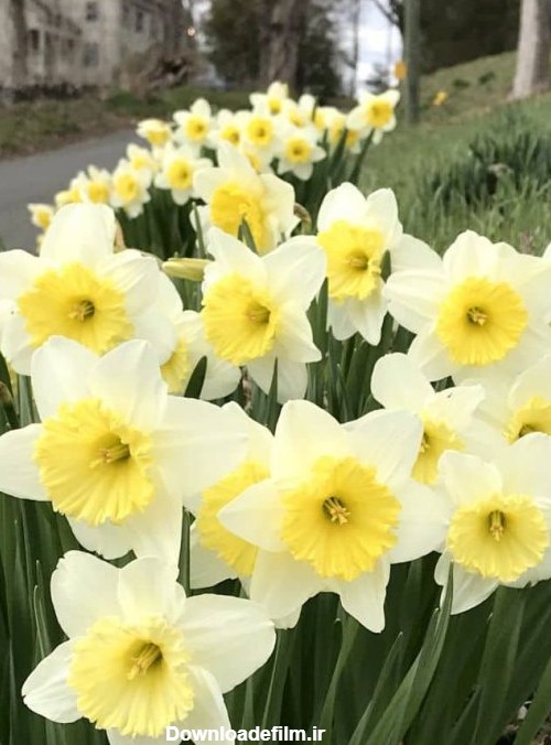 پیاز گل نرگس هلندی Narcissus؛ قیمت و خرید پیاز گل نرگس هلندی