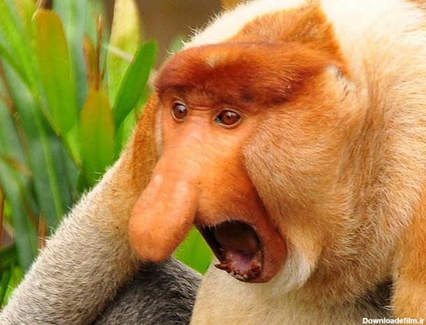 میمون دماغ دراز (عکس)