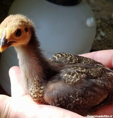 Peacock chicken chick, I was shocked that this even happened ...