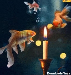 تصویر متحرک ماهی قرمز و شمع | گیف گیف