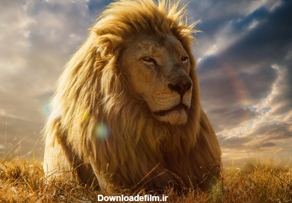 عکس شیر نر بالغ lion king wallpaper