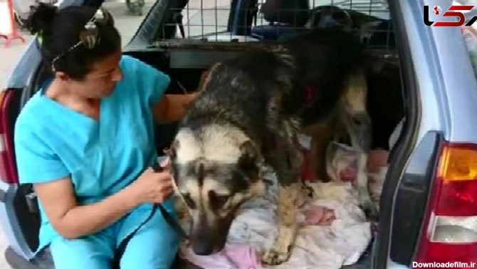 نجات یک سگ از دست صاحب شکنجه گر+ فیلم و عکس