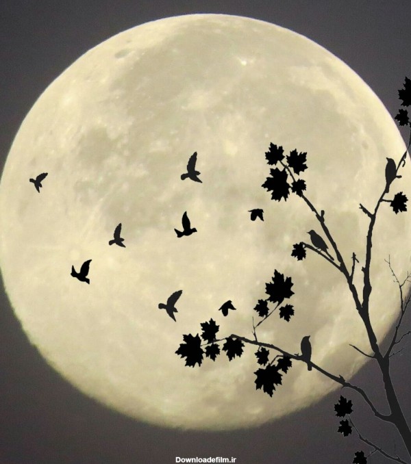 یه شب مهتاب - عکس ویسگون