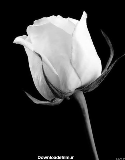 عکس سیاه سفید گل رز - عکس نودی