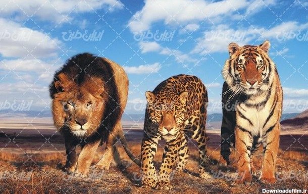 تصویر با کیفیت شیر جنگل به همراه حیوان وحشی و حیات وحش ...
