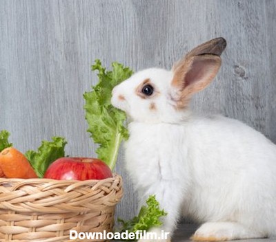 بهترین غذای خرگوش کدام است؟ بررسی میزان غذای خرگوش در روز - Happypet