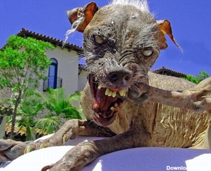 ترسناک ترین و زشت ترین سگ های جهان !+ تصاویر www.khalil20.ir