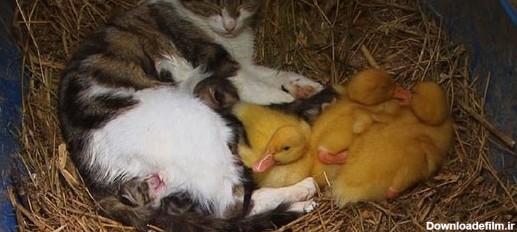 گربه ای که مادر جوجه اردک هاست! (+عکس)