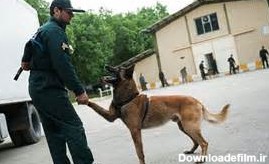 سگ های پلیس کنترل اجتماعات؛ واحدی متفاوت در ناجا | سایت انتخاب