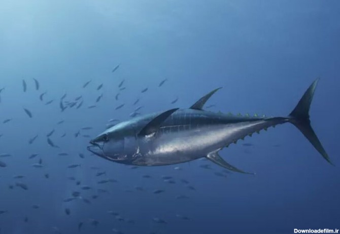 فرارو | (تصاویر) این ۵ ماهی، سریع‌ترین موجودات زیر آب هستند!