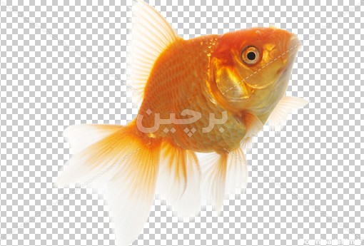عکس ماهی قرمز با وضوح بالا | بُرچین – تصاویر دوربری شده ...