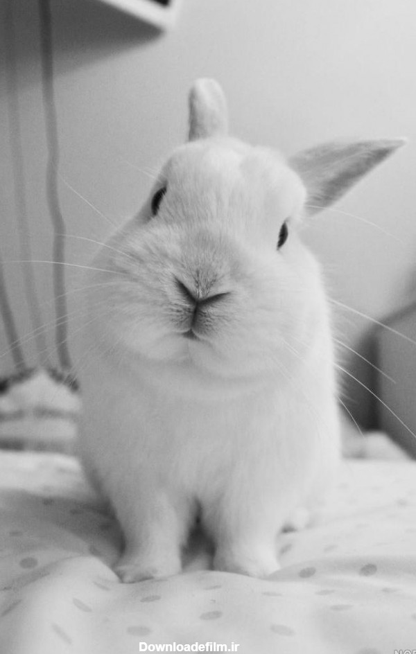 عکس خرگوش های سفید