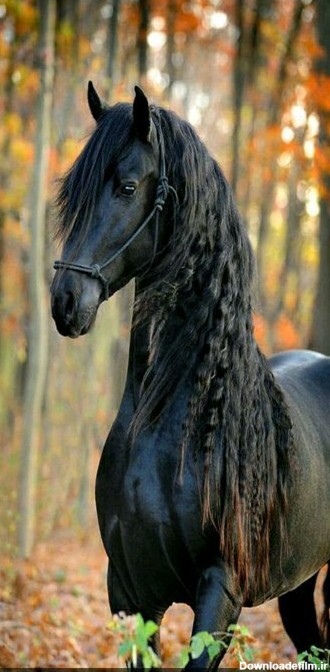آخرین خبر | اسب سیاه