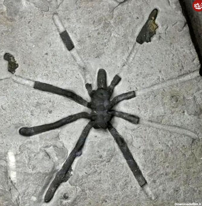 عکس) عنکبوت‌های غول‌پیکر ۱۶۰میلیون سال پیش این شکلی بوده‌اند