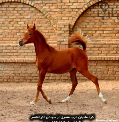 اسب عرب مصری