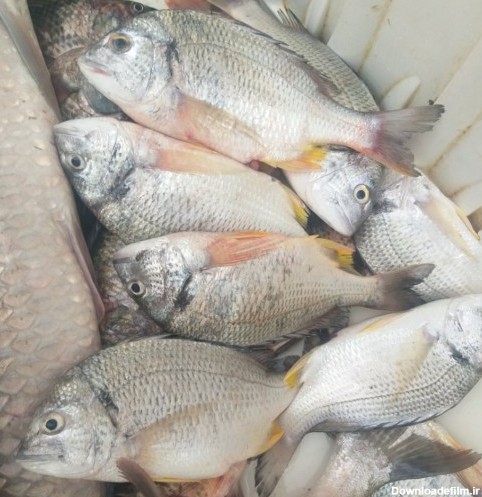 ماهی شانک دریایی صادراتی