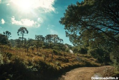 دانلود عکس مسیر خاکی روی منظره جنگلی و نور خورشید در آپارادوس دا