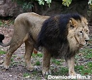 شیر ایرانی - ویکی‌پدیا، دانشنامهٔ آزاد