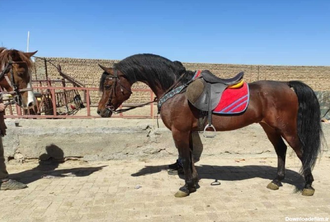 اسب سیلمی عرب تاج؛ پرخاشگر دم بلند Silami Arabian Taj - آراد برندینگ