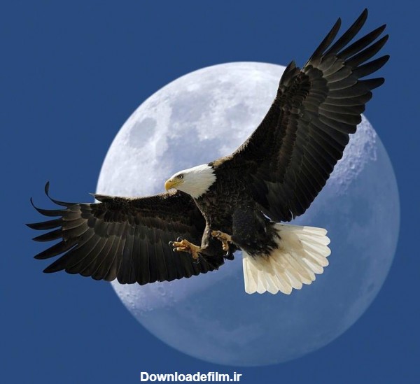 عکس عقاب در آسمان - عکس نودی