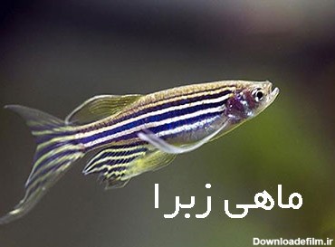 عکس ماهی زبرا حامله