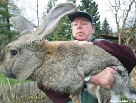 رالف» بزرگترین خرگوش جهان! (+عکس)