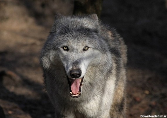 تصاویر زیبا از گرگ ها - مهین فال