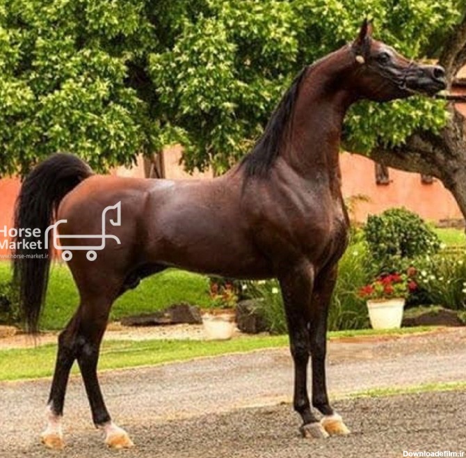 فروش خاصترین کره اسب عرب دنیا Honor Of Munir -