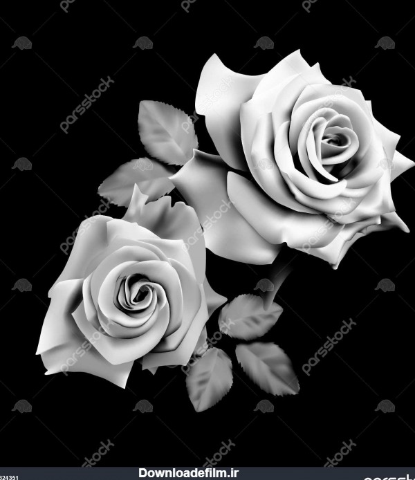 پس زمینه خوشگل سیاه و سفید جدا شده تک رنگ در گل رز دو بردار ...