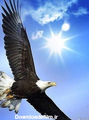 عکس عقاب آسمان - عکس نودی