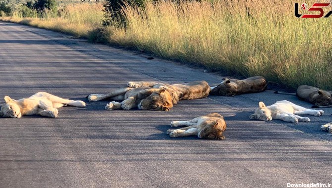 عکس های دیدنی از شیرهای خوابیده در جاده / حمام آفتاب سلطان جنگل