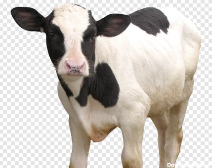 دانلود تصویر ترانسپرنت دوربری شده گاو و گوساله خالخالی با فرمت png