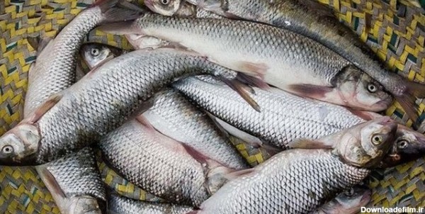 قیمت انواع ماهی و میگو خلیج‌فارس در بوشهر+ جدول