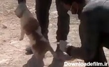 سگ کشی دردناک با تزریق اسید + فیلم | خبرگزاری فارس