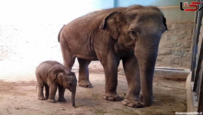 بچه فیل پارک ارم ٩٠ کیلو شد/ آخرین وضعیت مایسا بچه فیل ایرانی در باغ وحش تهران+عکس