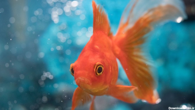 تصویر یک ماهی قرمز در تنگ آب