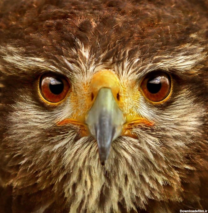 دانلود تصویر شاتر استوک صورت عقاب از نمای روبرو و خیلی نزدیک کد ...
