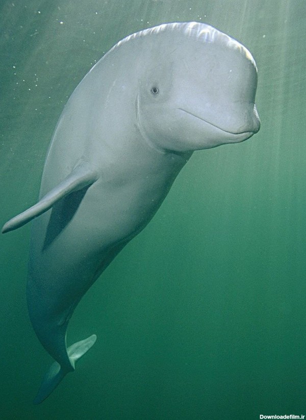 تصویر نهنگ سفید