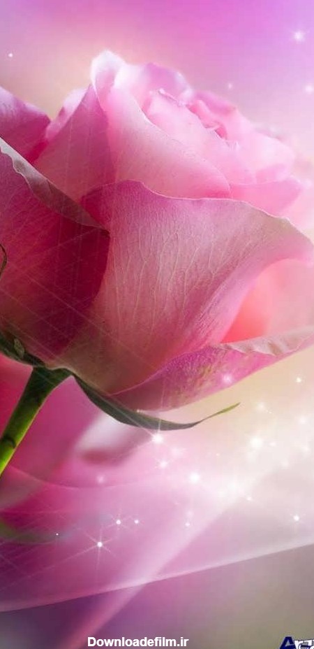 عکس گل رز صورتی زیبا