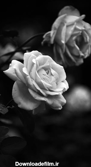 گلهای سیاه و سفید