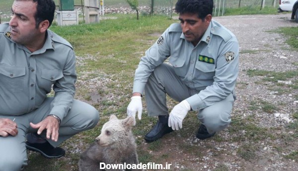 توله خرس سرگردان در«سفیدکوه»خرم‌آباد پیدا شد/تلاش برای یافتن مادر ...