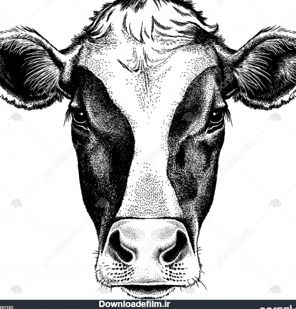 سیاه و سفید طرح صورت گاو friesian است. پرتره بردار. 1101102