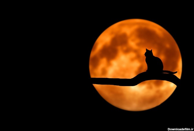 عکس زمینه گربه در ماه کامل پس زمینه | والپیپر گرام
