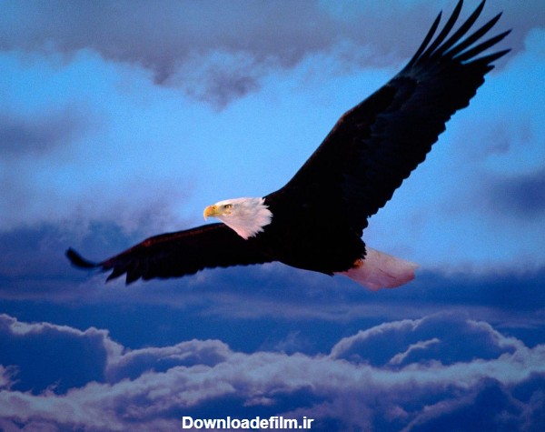 عکس عقاب بر فراز آسمان - والپیپر و بک گراند